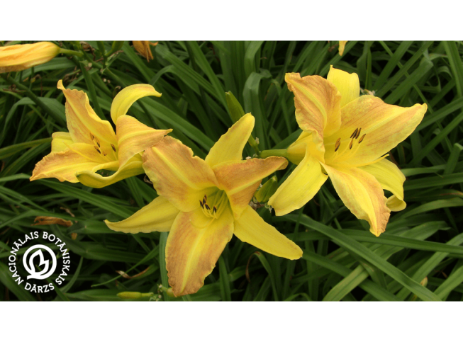 Hemerocallis   'Melody Lane'